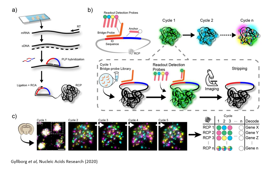 In Situ Sequencing SciLifeLab