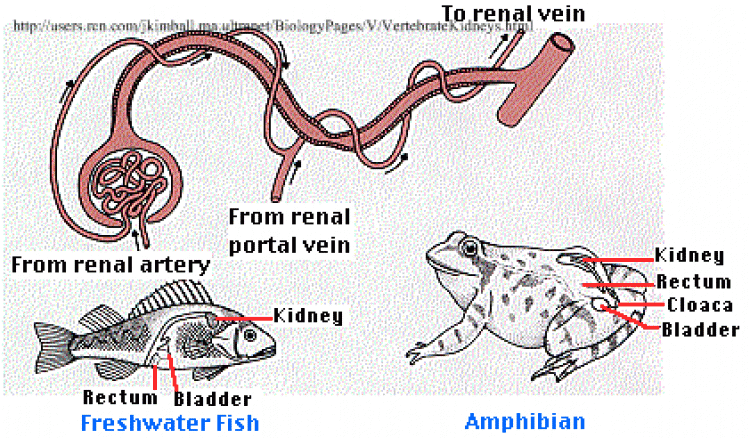 ระบบขับถ่าย (Excretory System)