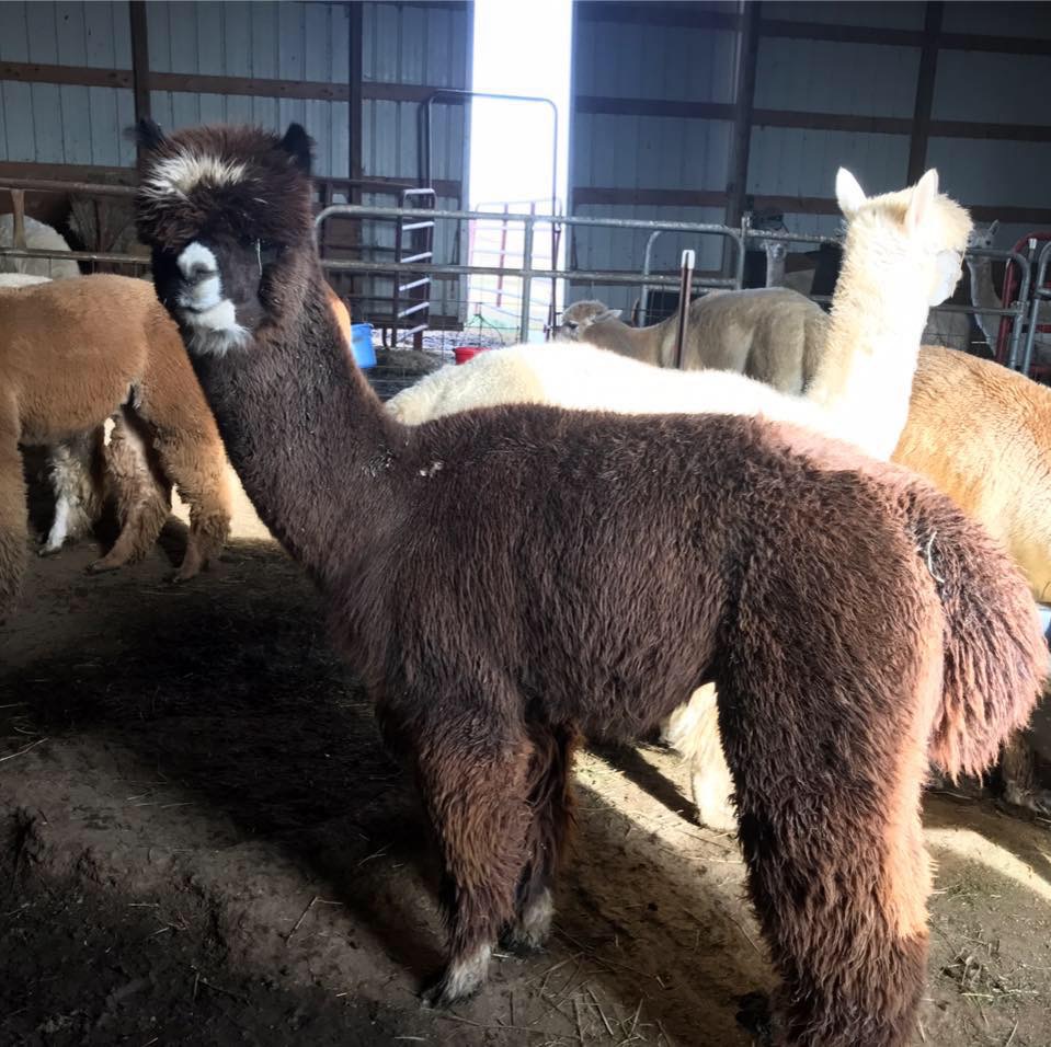 3rd Largest Alpaca Farm in Ohio Holding Free Event for National Alpaca