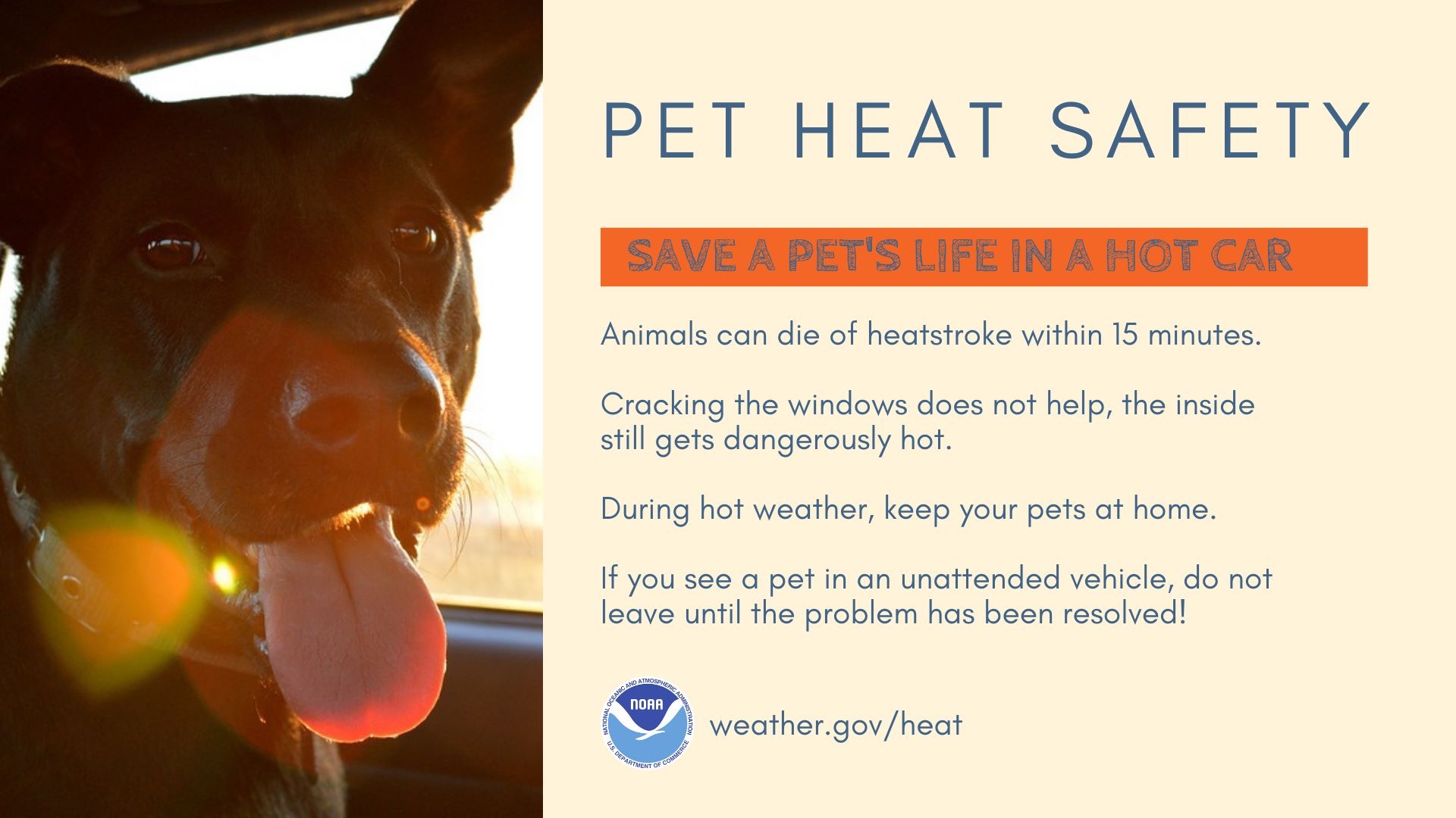Dogs Left in Cars Can Die From Heatstroke in less than 15 Minutes