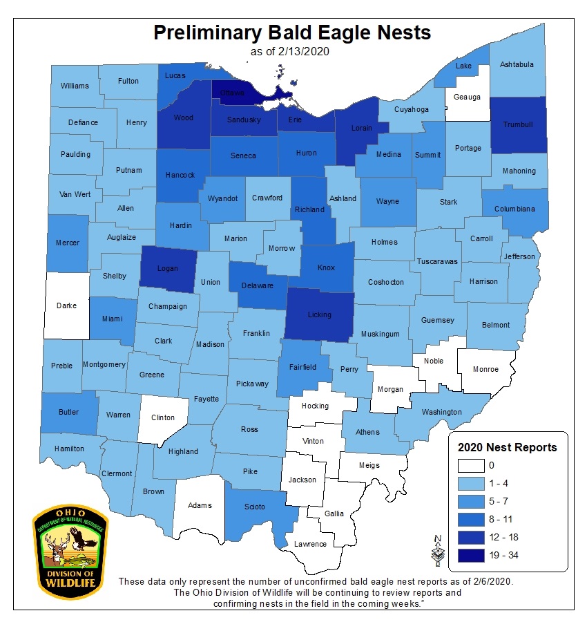 Eagles In Ohio (All You Need To Know) birdadvisors.com