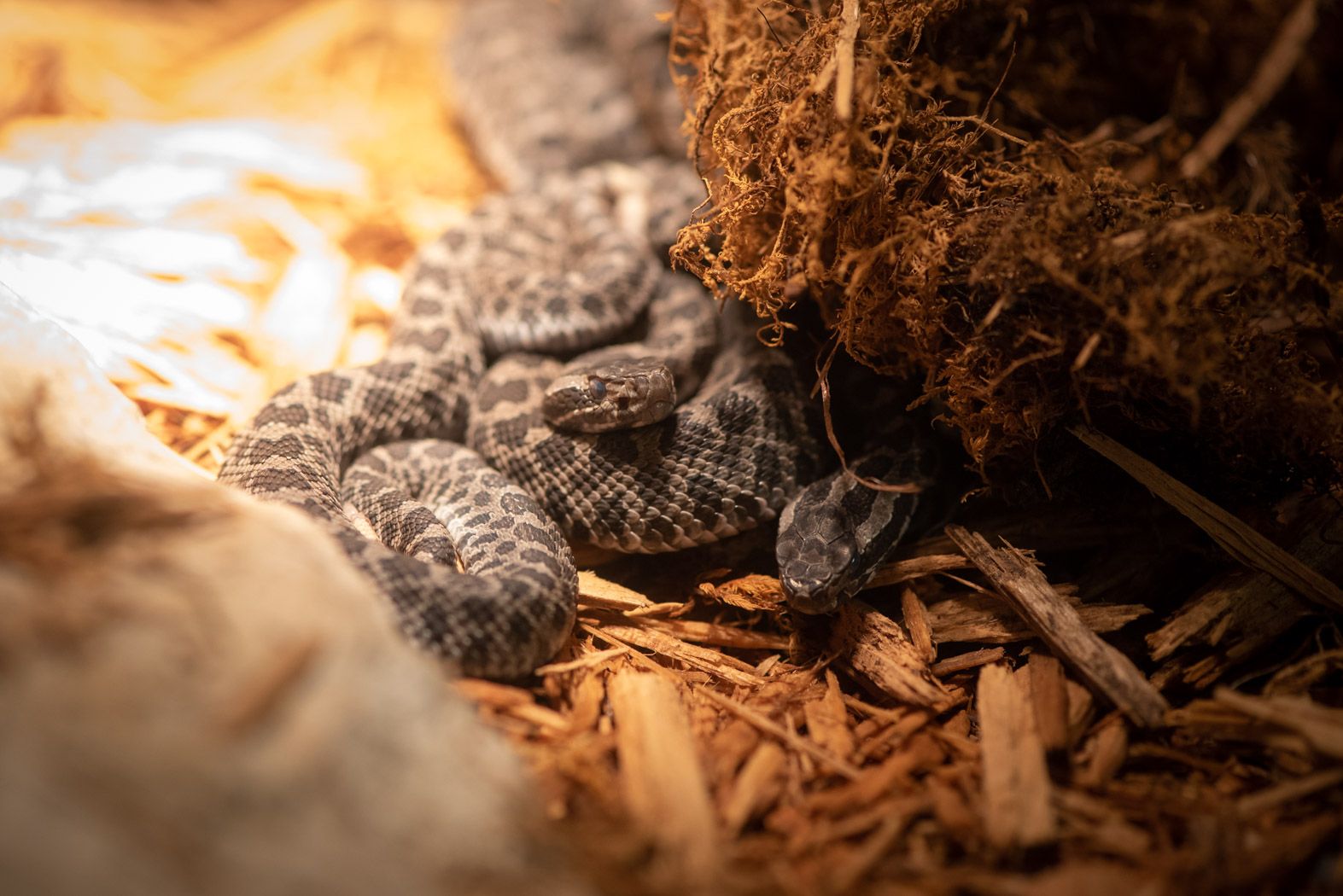 AWWW How Cute! Columbus Zoo and Aquarium Announce Baby Eastern