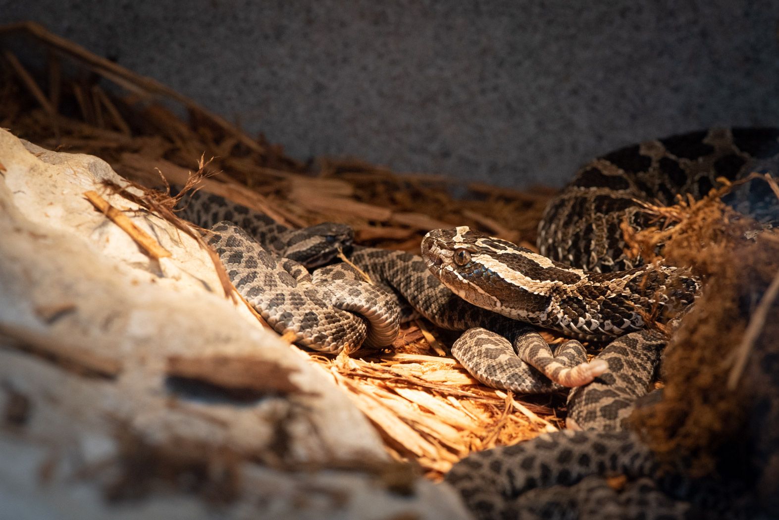 AWWW How Cute! Columbus Zoo and Aquarium Announce Baby Eastern