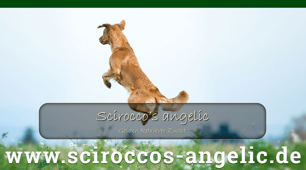 Field Trial Golden Retriever Zucht ⋆ Scirocco's angelic