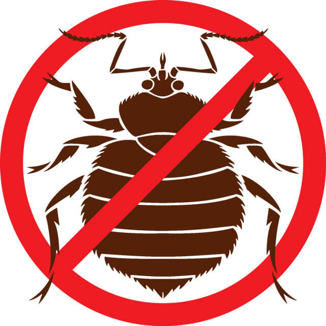 Where Do Bed Bugs Come From? Bed Bug Facts Scoopify