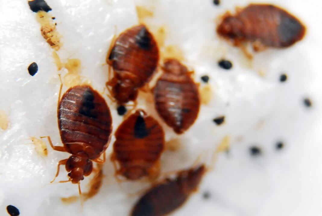 Where Do Bed Bugs Come From? Bed Bug Facts