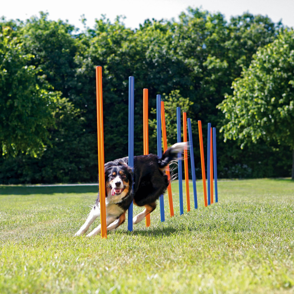 Dog Agility Slalom Weave Poles Outdoor Dogs UK