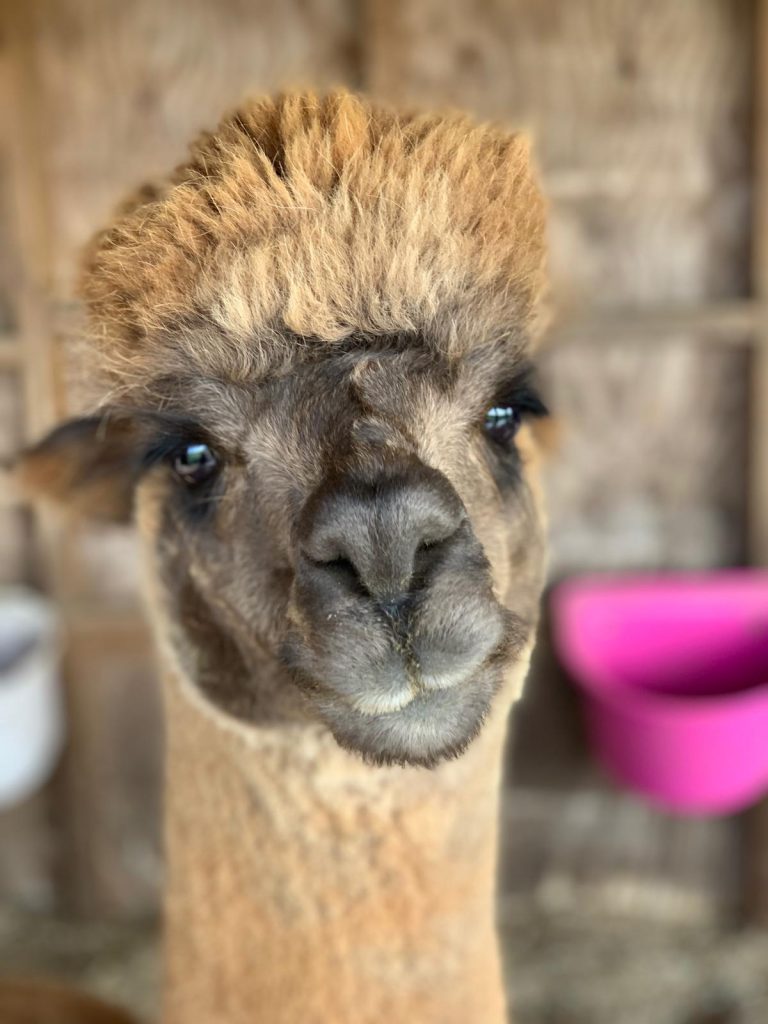 Alpacas for Sale Scotfield Alpacas