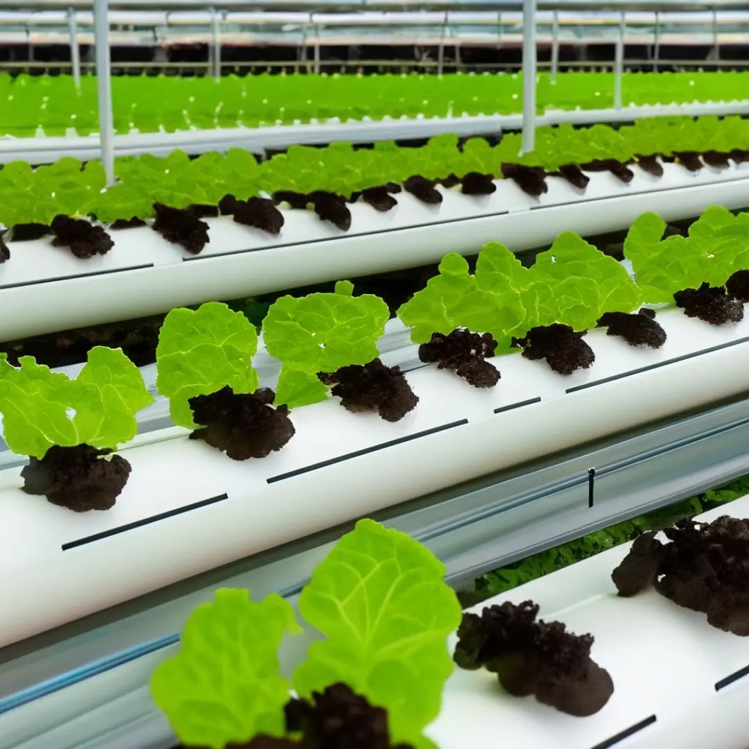 Hydroponic Farming The Benefits of Chlorine Dioxide Water Dosing Scotmas Chlorine Dioxide