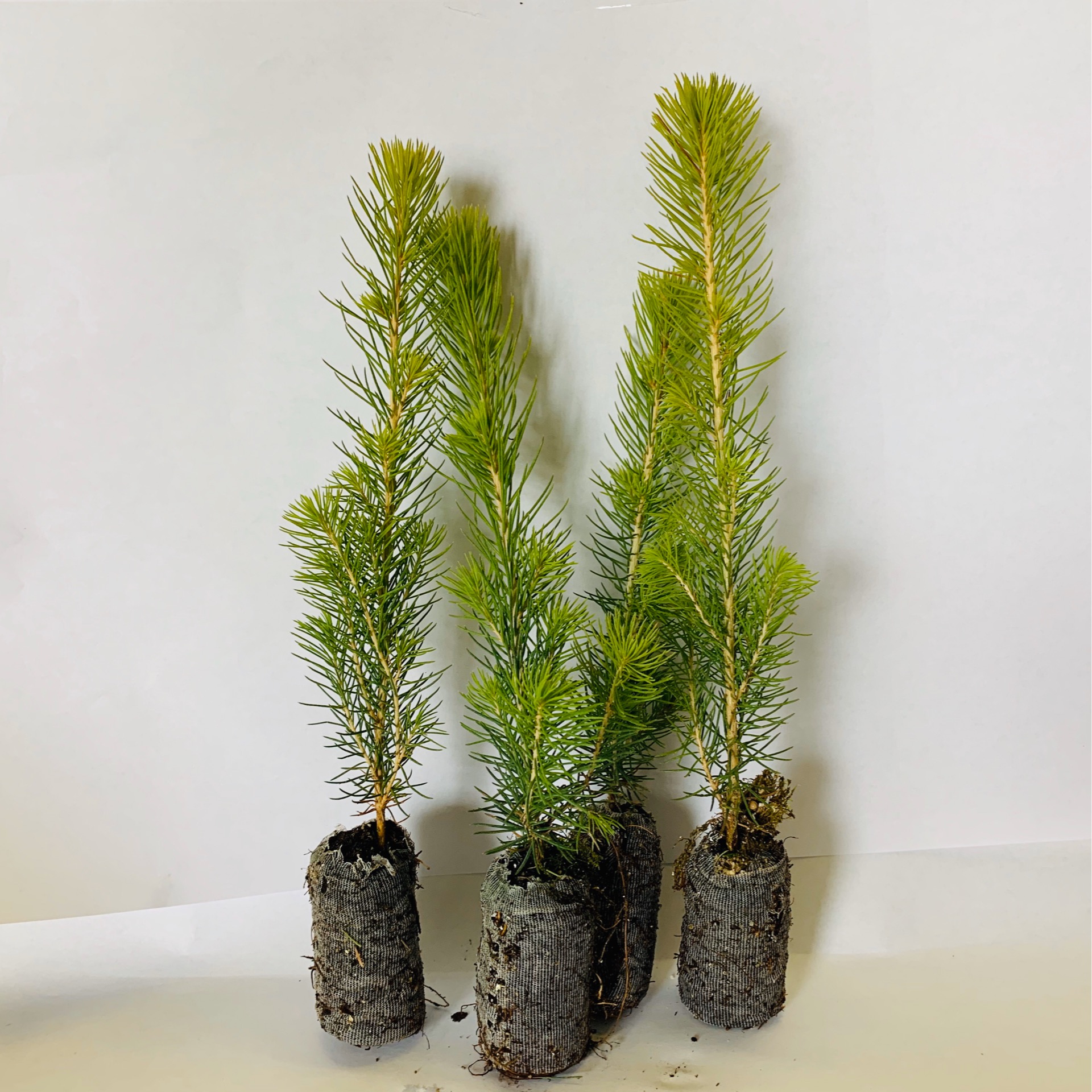 White Spruce Seedlings Scott & Stewart Forestry
