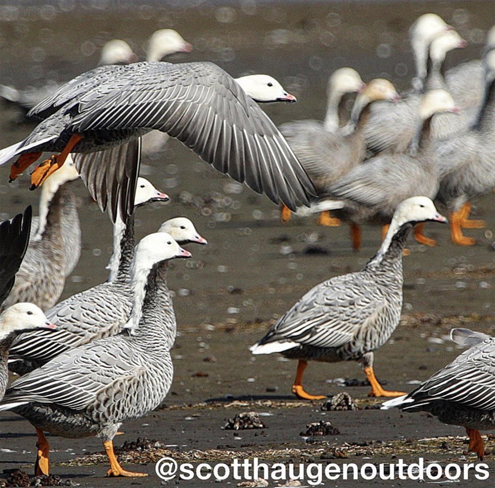 Cold Bay, Alaska Scott Haugen