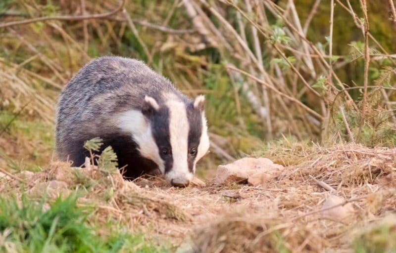 Badgers in folklore & legend a blog from writer & storyteller Allison
