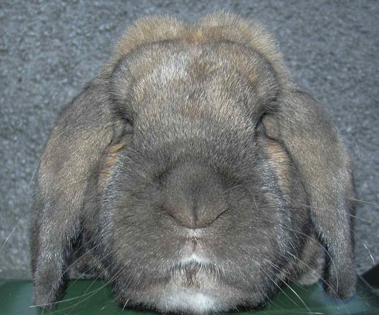 Scottish Dwarf Lops and Mini Lops