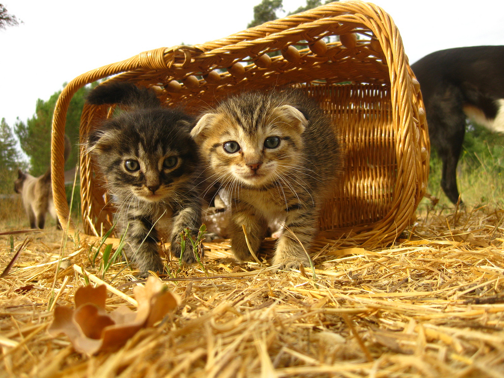 Scottish fold cat price How much are scottish fold kittens Scottish