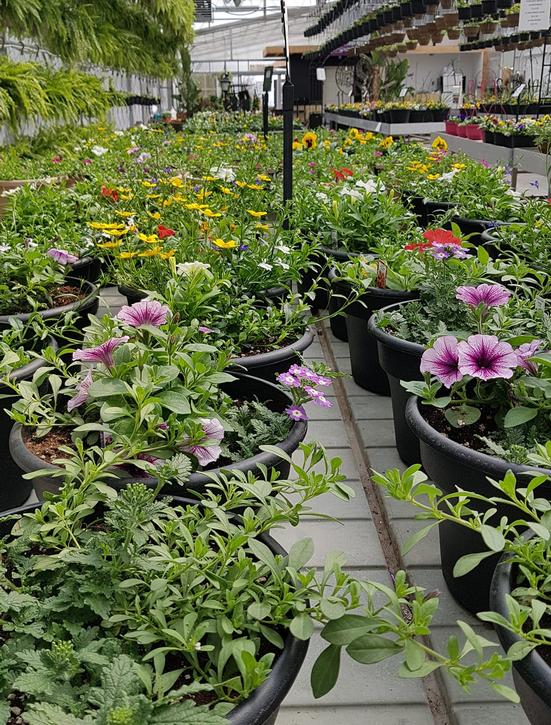 Scotts Flowers Orillia Best Flower Site