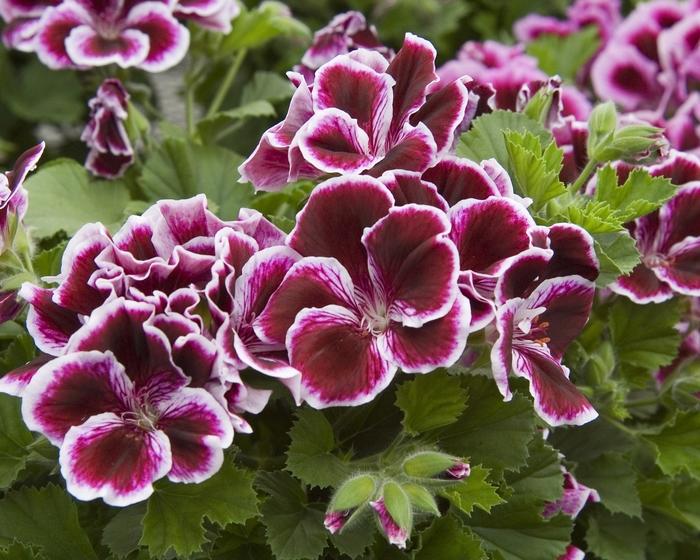 Pelargonium x domesticum 'Elegance™ Imperial Red' Regal Geranium from