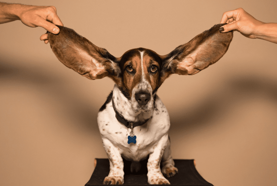 Best Dog Food For Ear Infections Buyer's Guide Scout Knows
