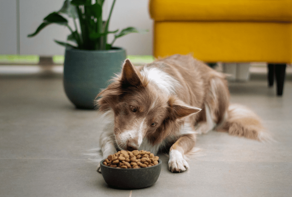 Best Dog Food For Less Poop Buyer's Guide Scout Knows