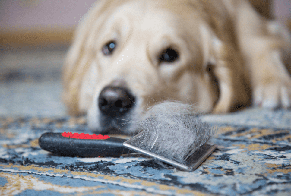 Which Vacuum is Best for Dog Hair? Scout Knows