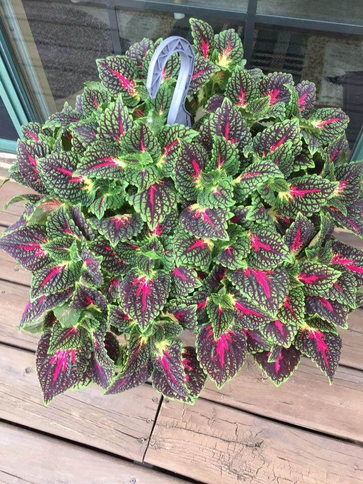 Amazing Sun Coleus plant