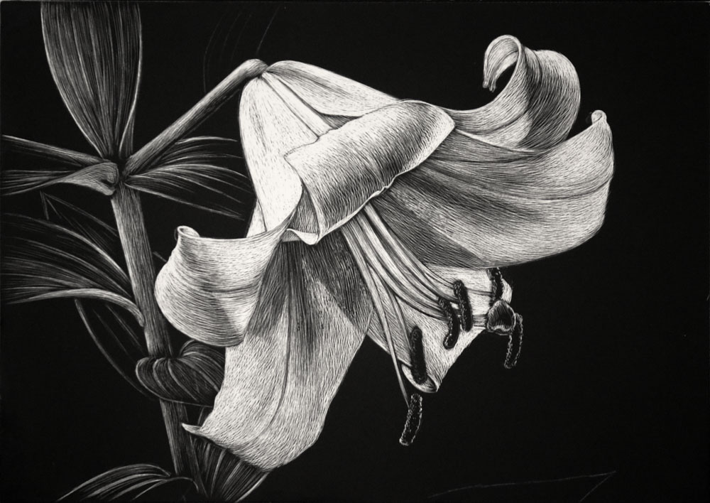 The Site for Scratchboard Artists