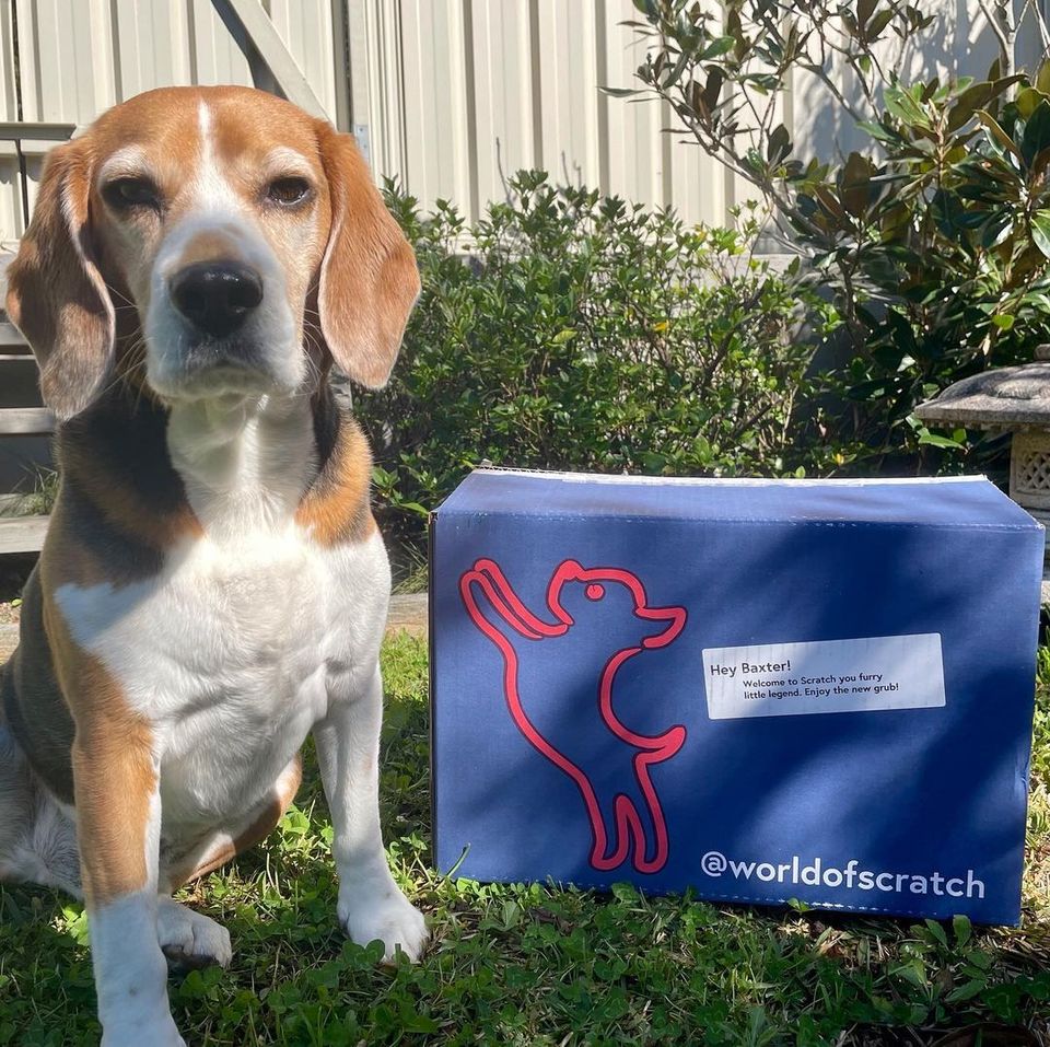 The best dog food for Beagles Scratch Dog Food