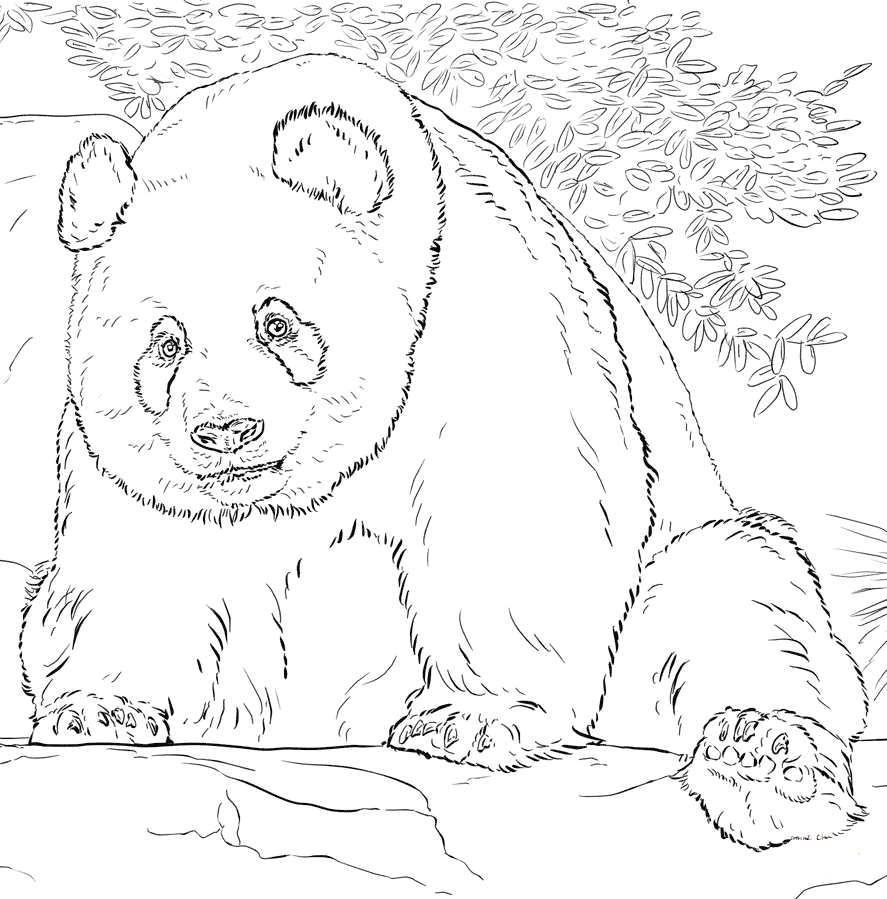 30 Free Panda Coloring Pages Printable