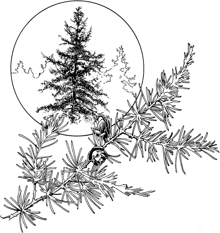 35 Free Tree Coloring Pages Printable