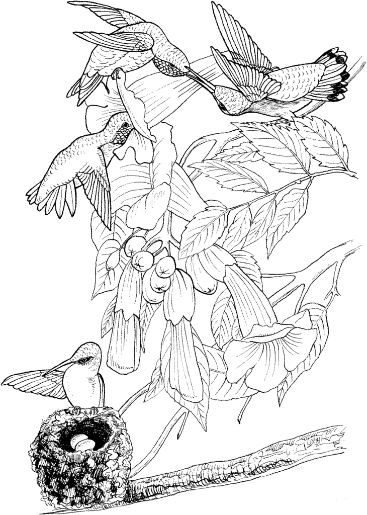 25 Free Hummingbirds Coloring Pages Printable