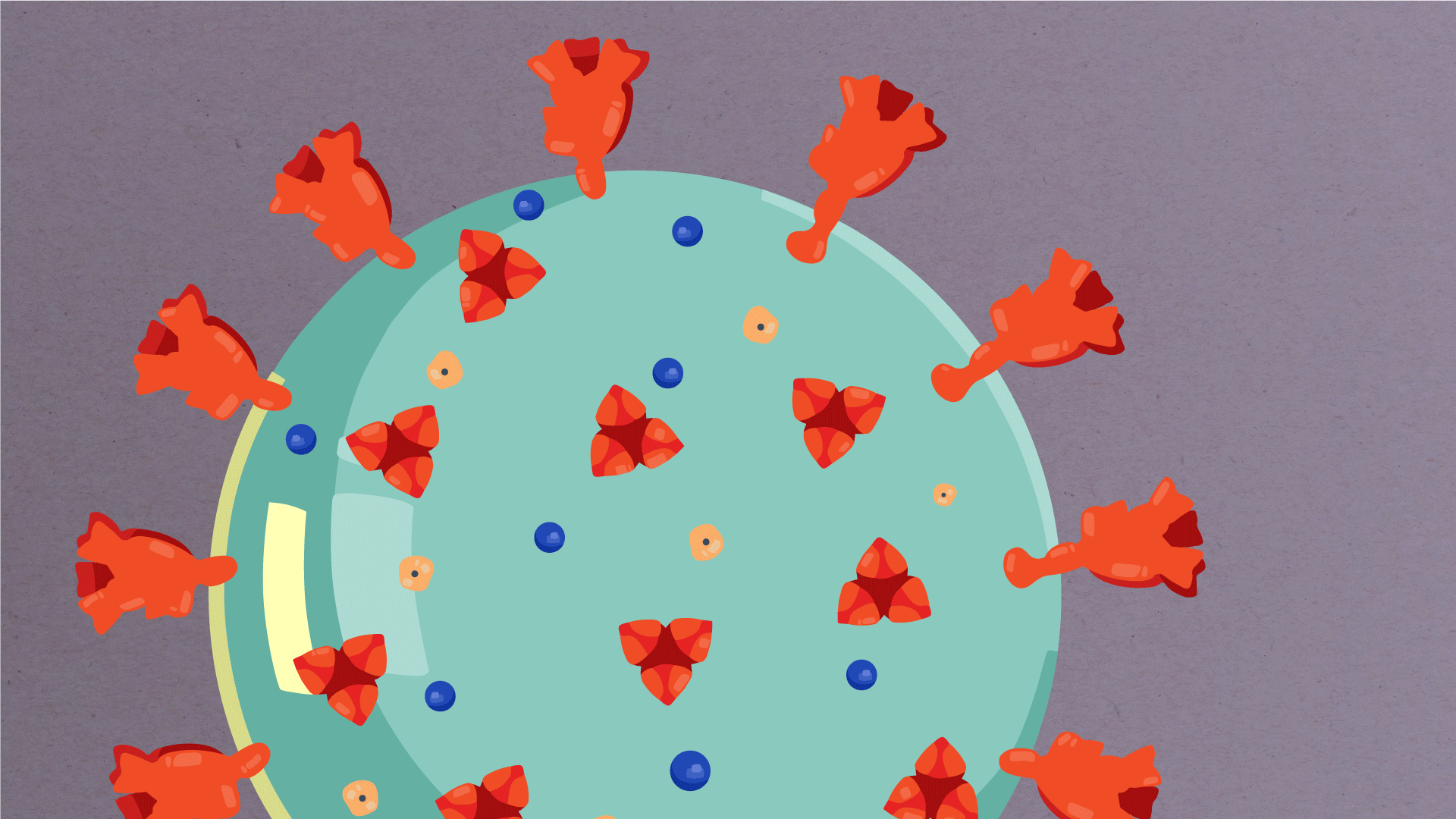 What are the parts of a coronavirus? Scripps Research