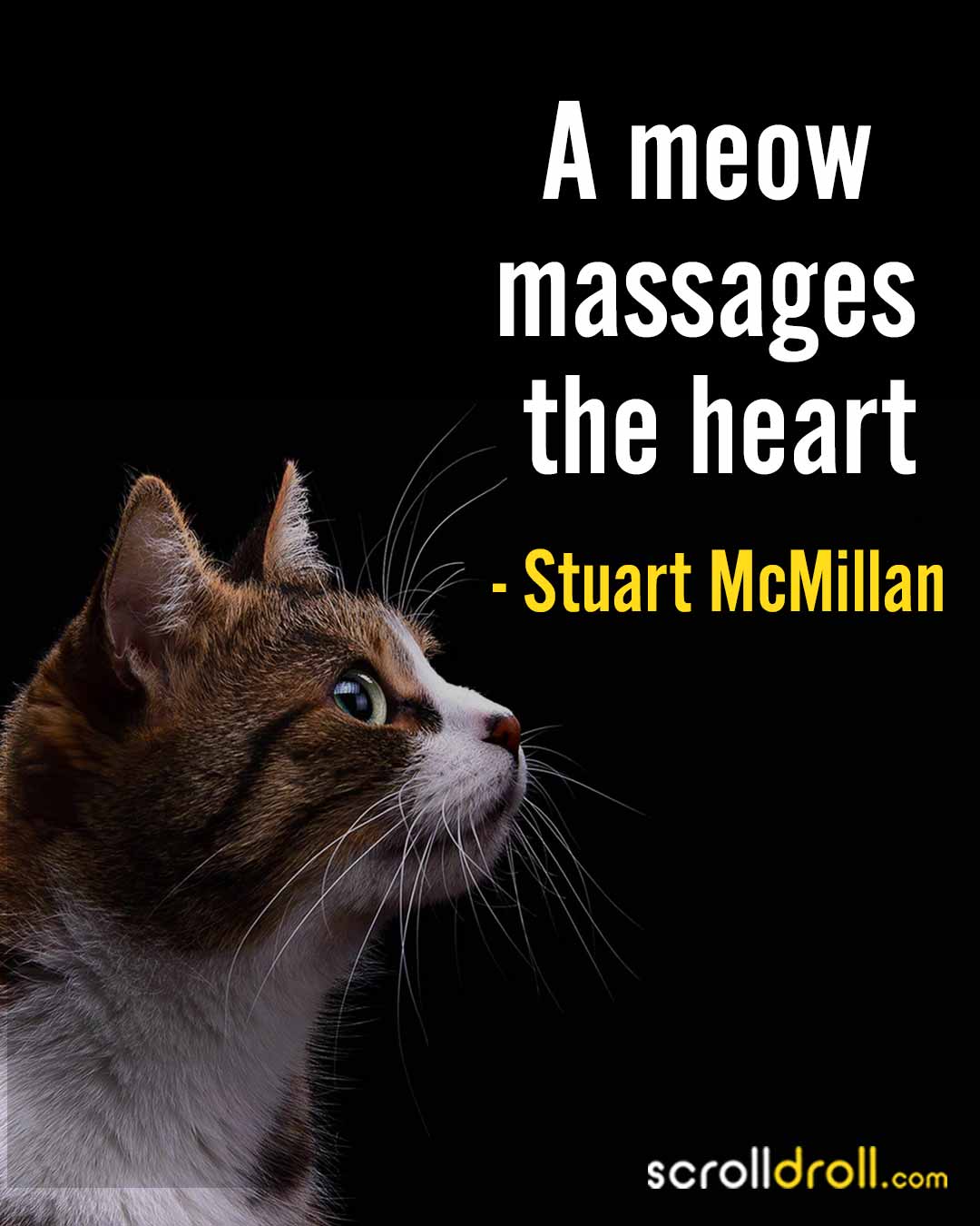 20 Cat Quotes That Perfectly Describe Our Feline Friends