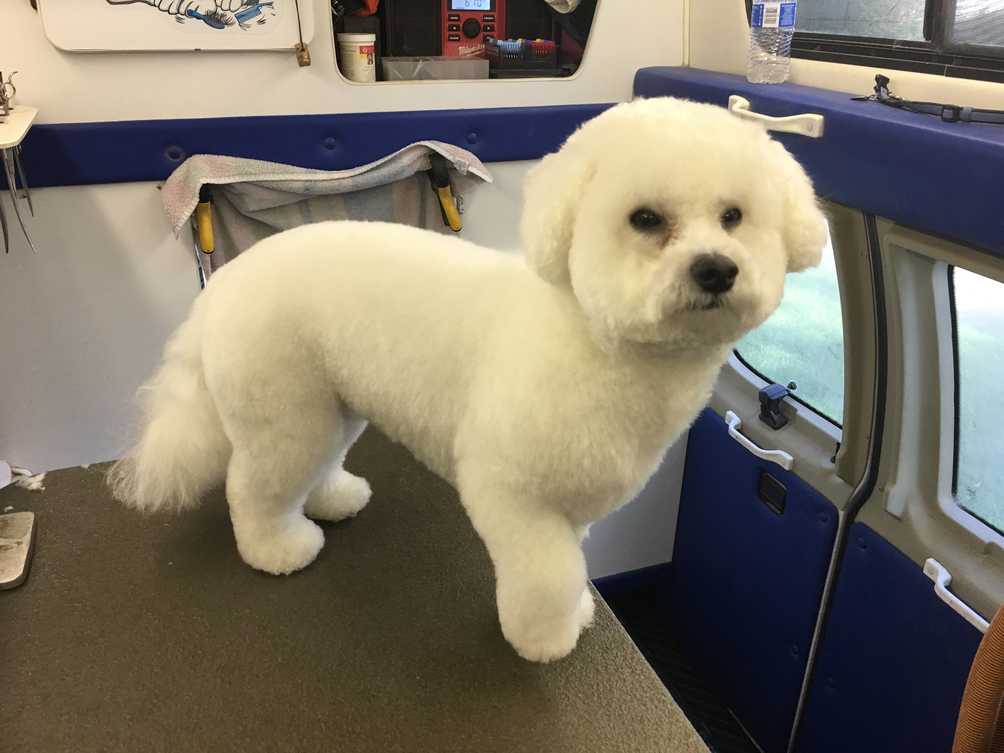 Scrubby Doo Mobile Doggie Spa