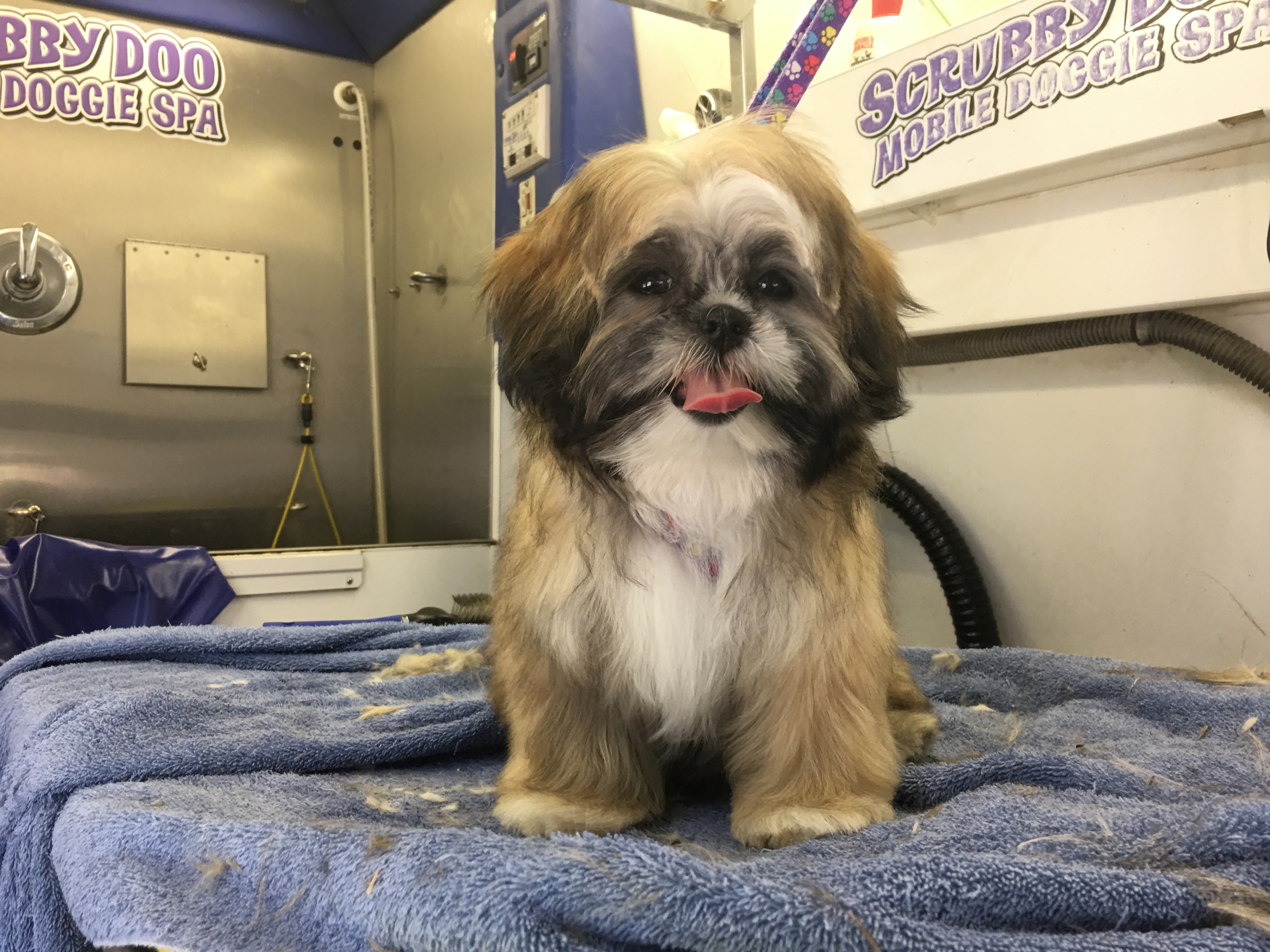 Scrubby Doo Mobile Doggie Spa