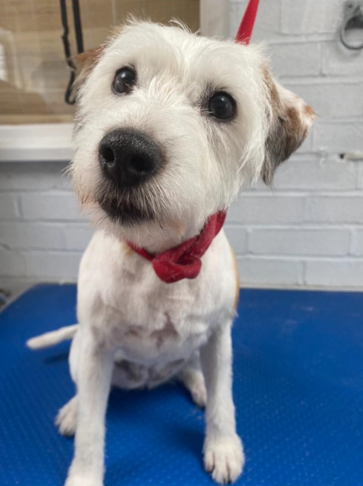 Scruffy to Fluffy 96 Your Dog Groomer in Dorset