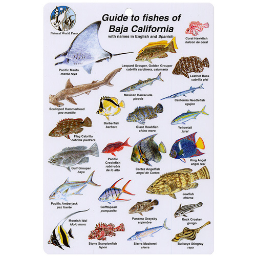 Fish I.D. Card for Fishes of Baja California BK07 Scuba