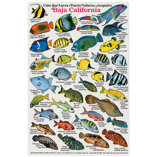 Baja California Fish I.D. Card LB1107 Scuba