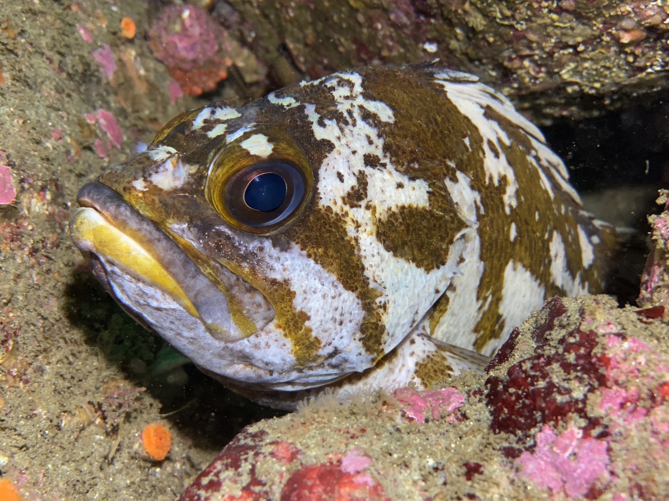 SeaLife SportDiver Underwater Smartphone Housing for iPhone/Android SL400