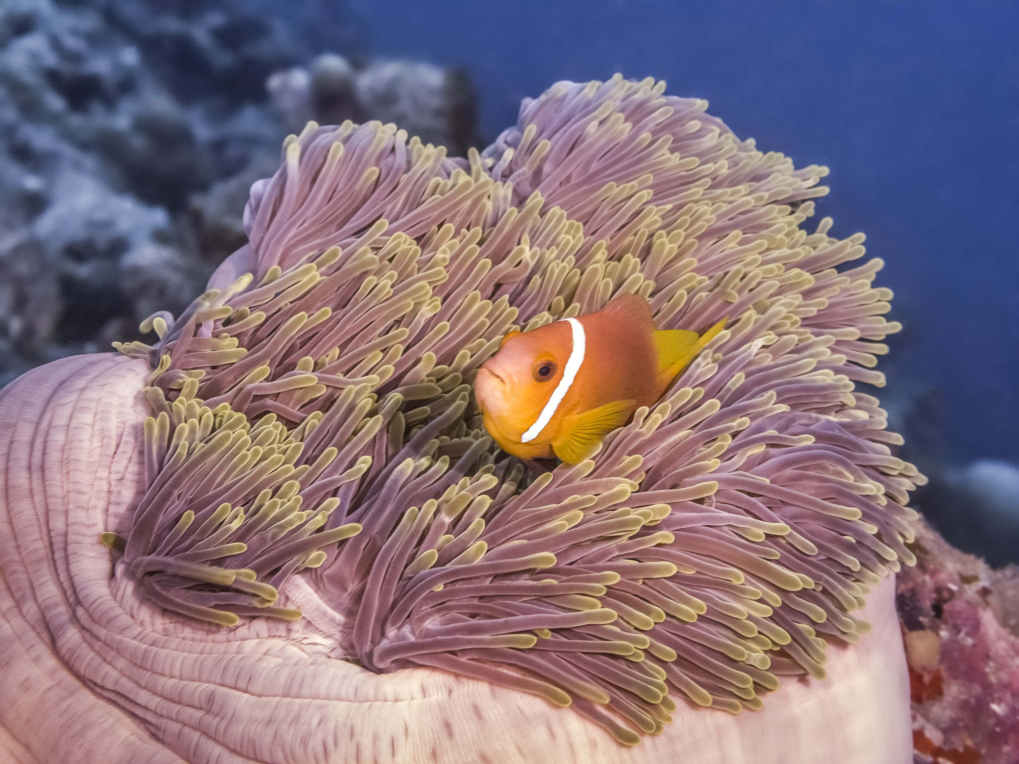 SeaLife SportDiver Underwater Smartphone Housing for iPhone/Android SL400