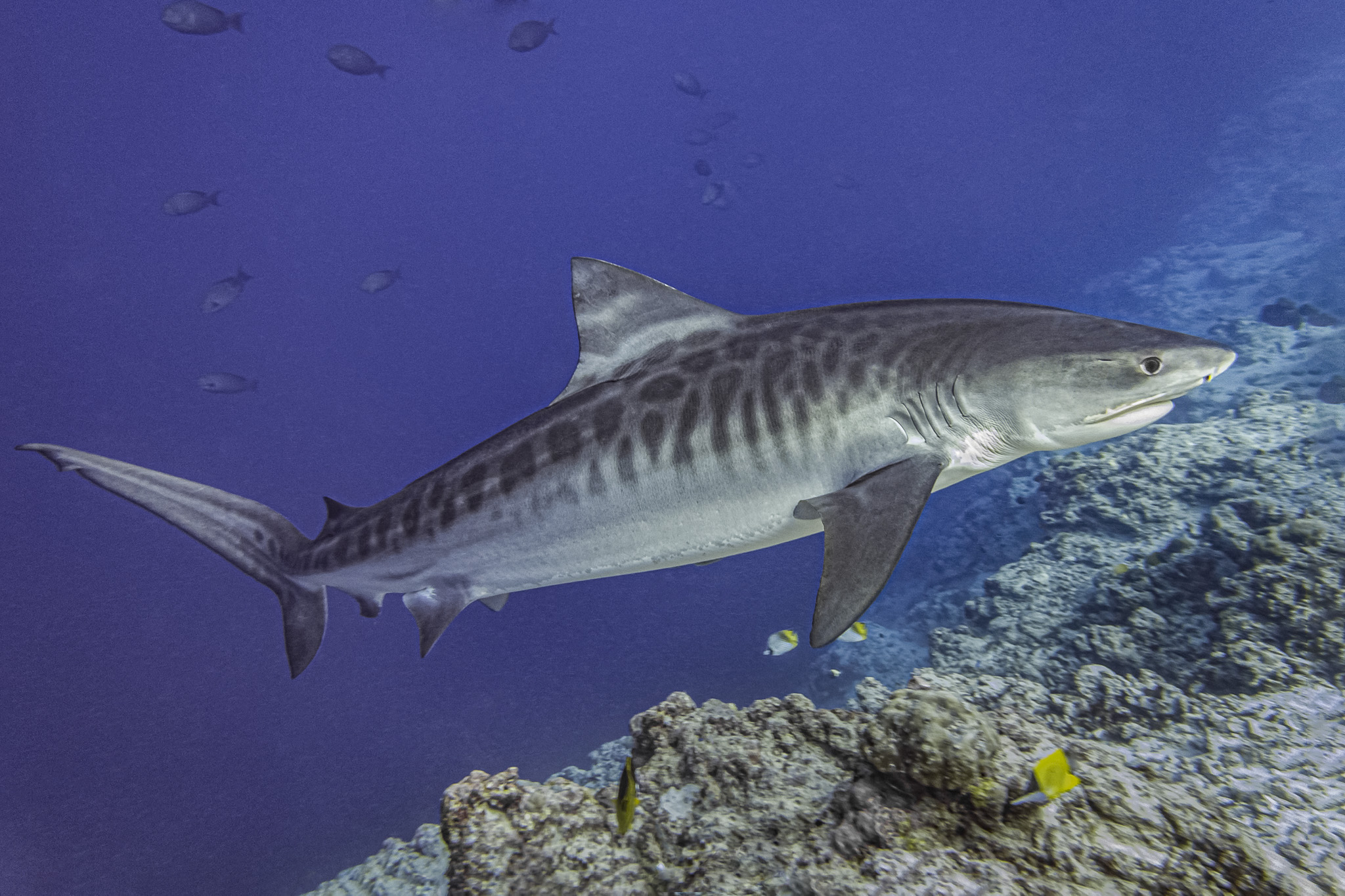 SeaLife SportDiver Underwater Smartphone Housing for iPhone/Android SL400