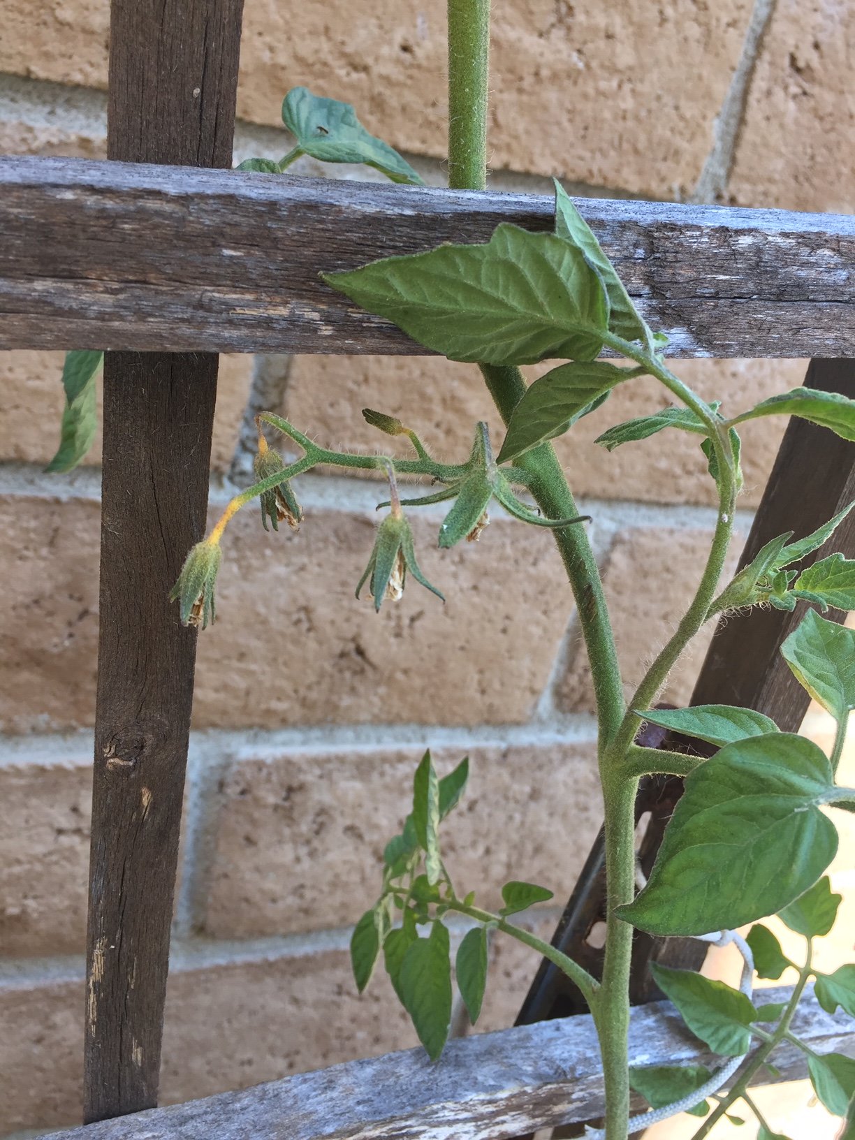 Tomato plant not producing. (flowers, growing, fertilizing, bug