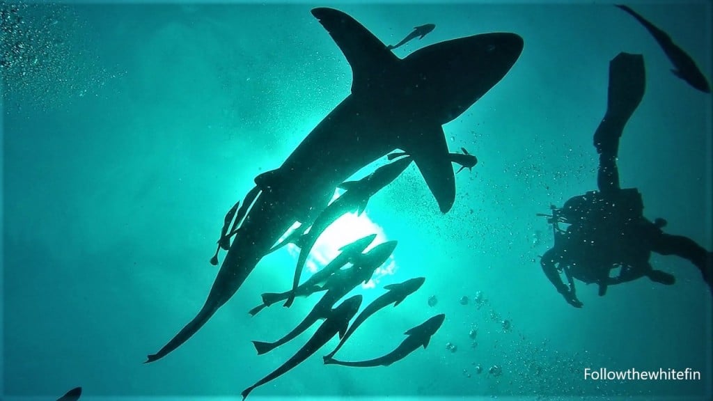 Sharks A Lost Message