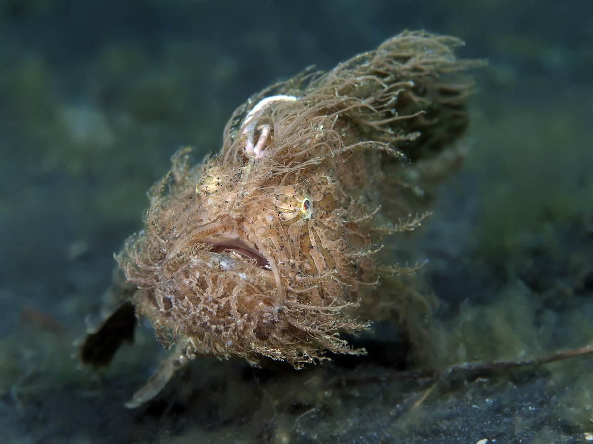 Hairy frogfish Scubaverse