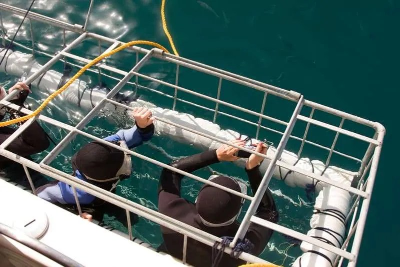 Cage Diving with sharks Scuba Wisdom