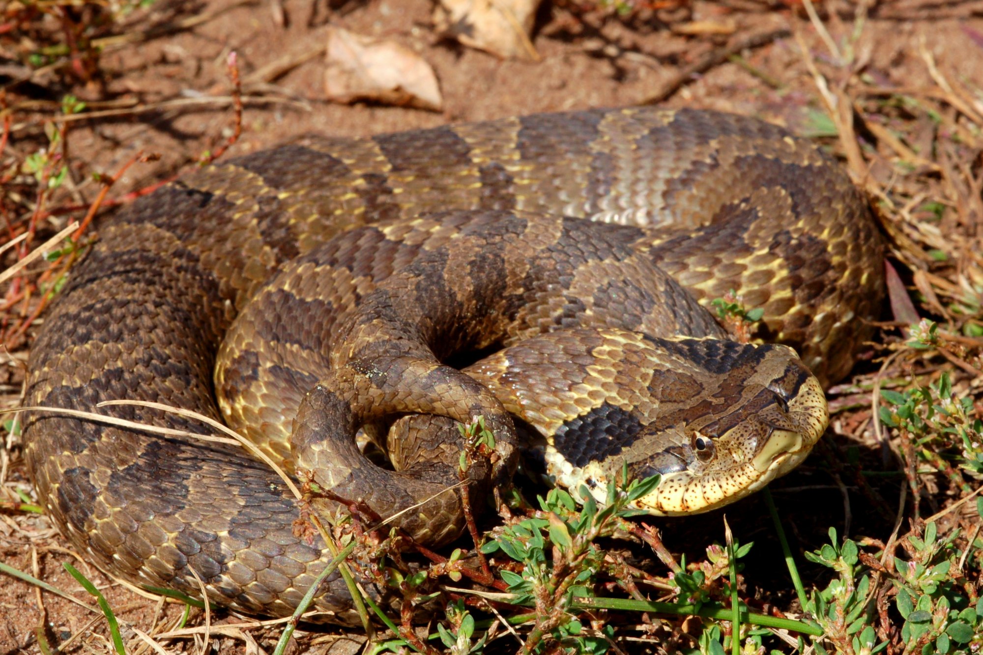 Eastern Hognosed Snake (Heterodon platirhinos) Amphibians and