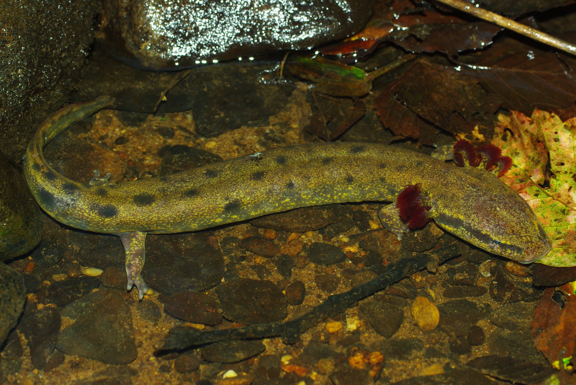 Mudpuppy (Necturus maculosus) Amphibians and Reptiles of South Dakota
