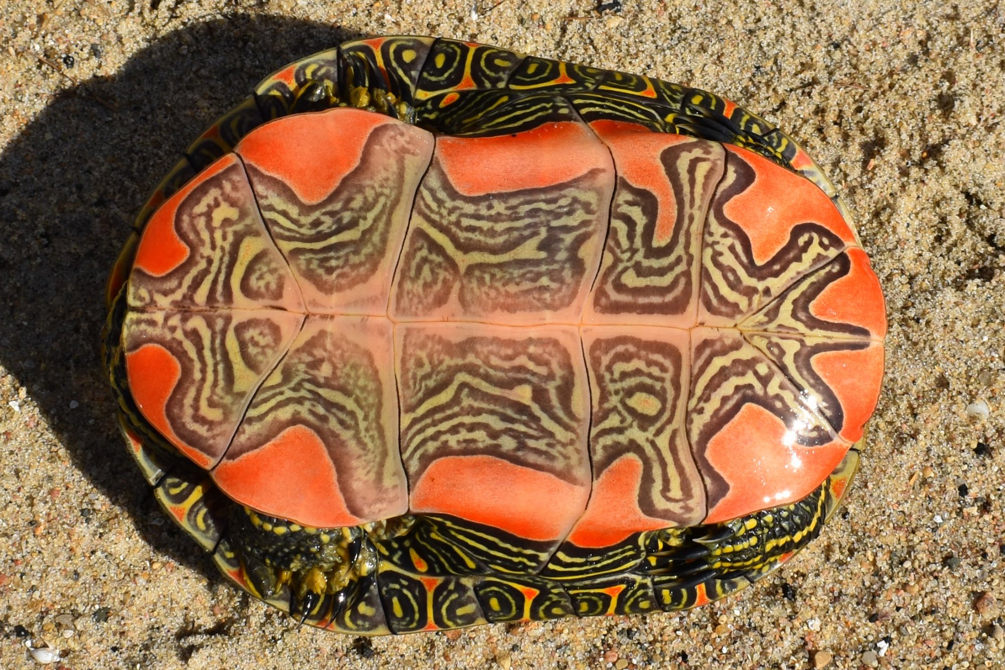 Painted Turtle (Chrysemys picta) Amphibians and Reptiles of South Dakota