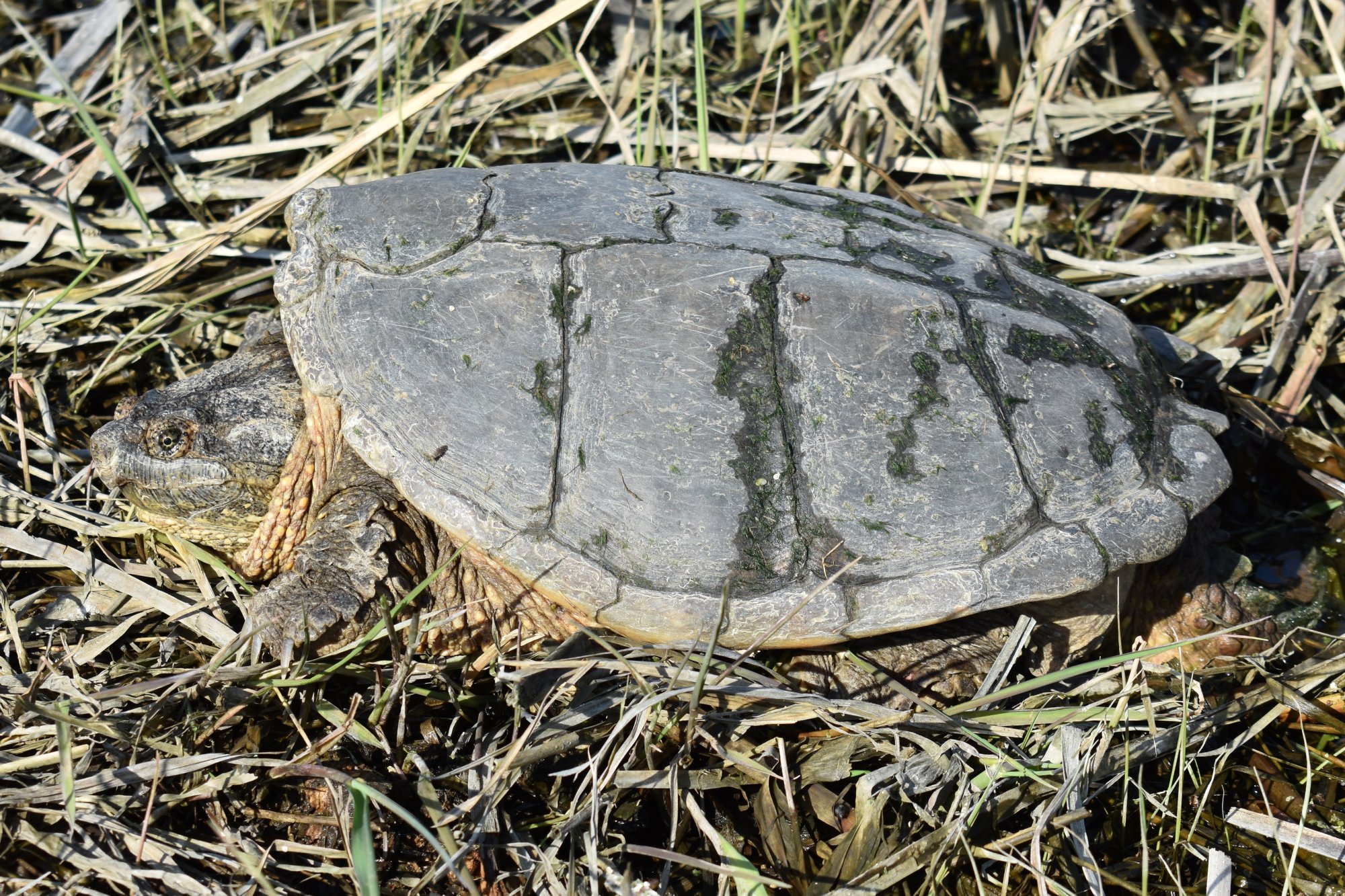 Snapping Turtle (Chelydra serpentina) Amphibians and Reptiles of