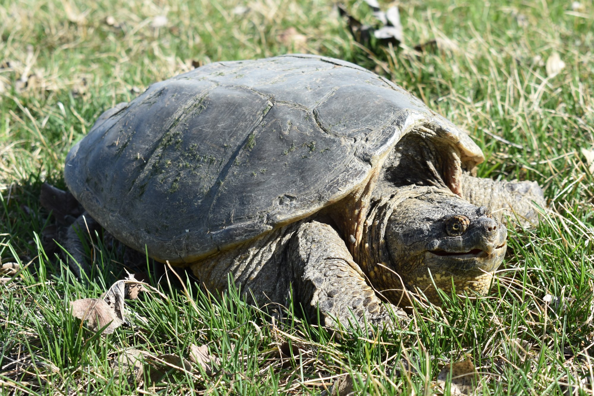 Snapping Turtle (Chelydra serpentina) Amphibians and Reptiles of