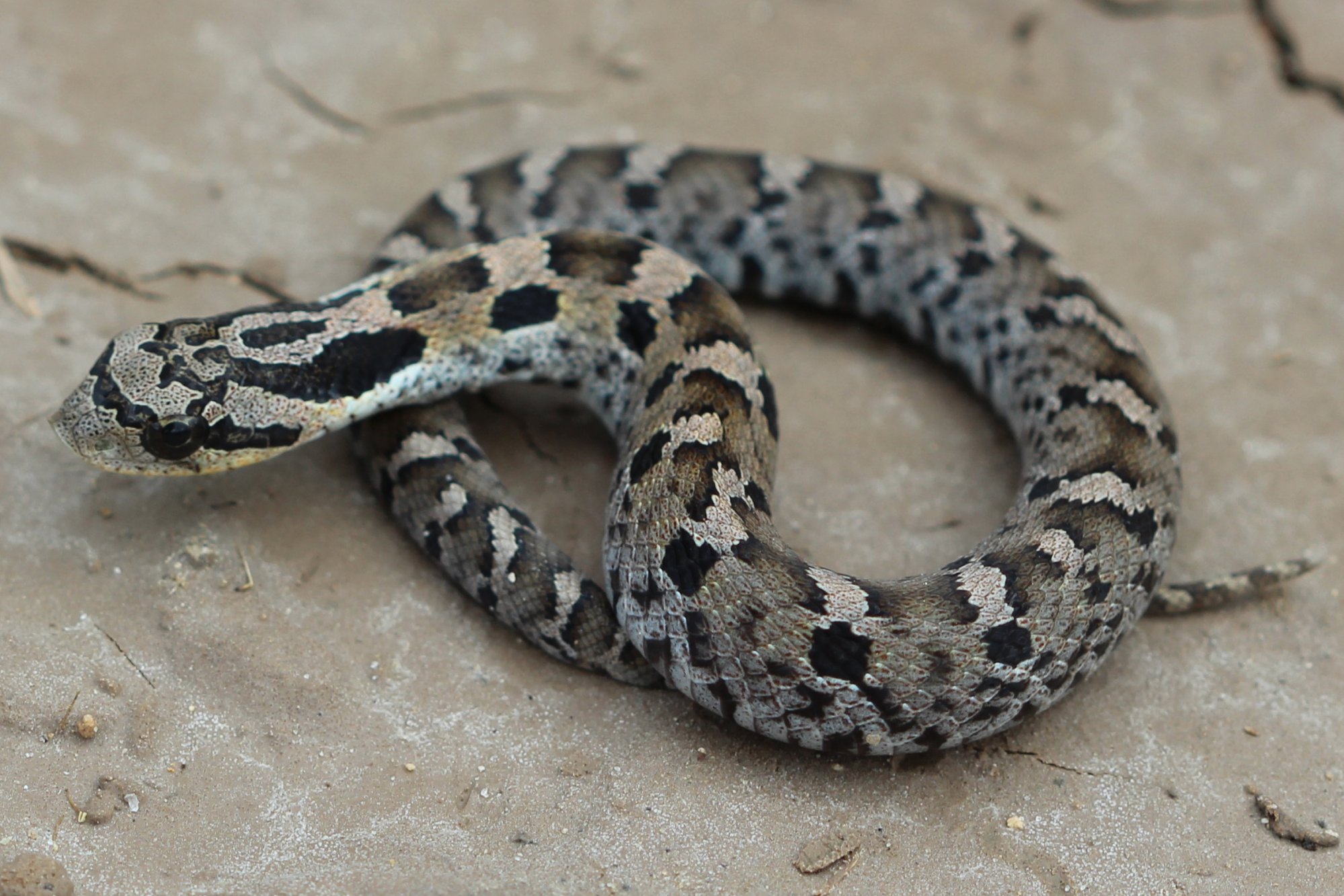 Eastern Hognosed Snake (Heterodon platirhinos) Amphibians and