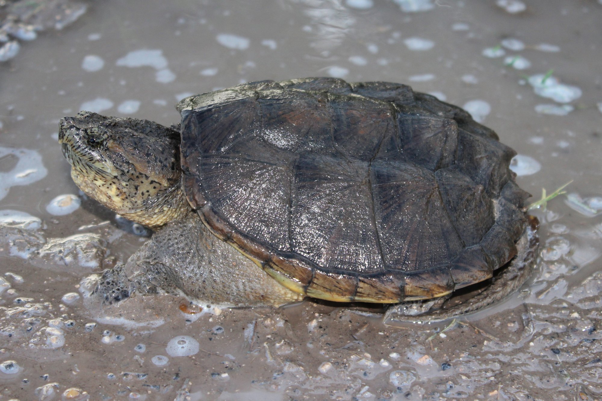 Snapping Turtle (Chelydra serpentina) Amphibians and Reptiles of